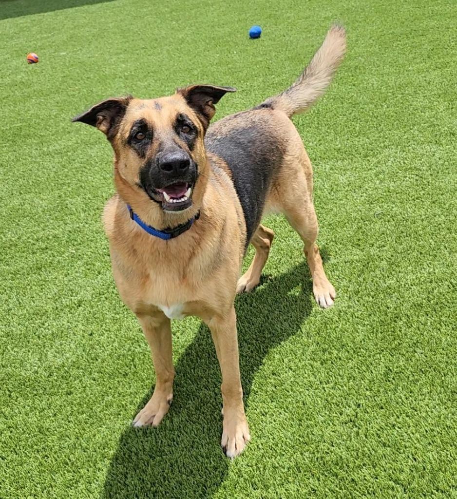 Willow, a Adoptable German Shepherd Dog in Frankfort, KY image 2/6