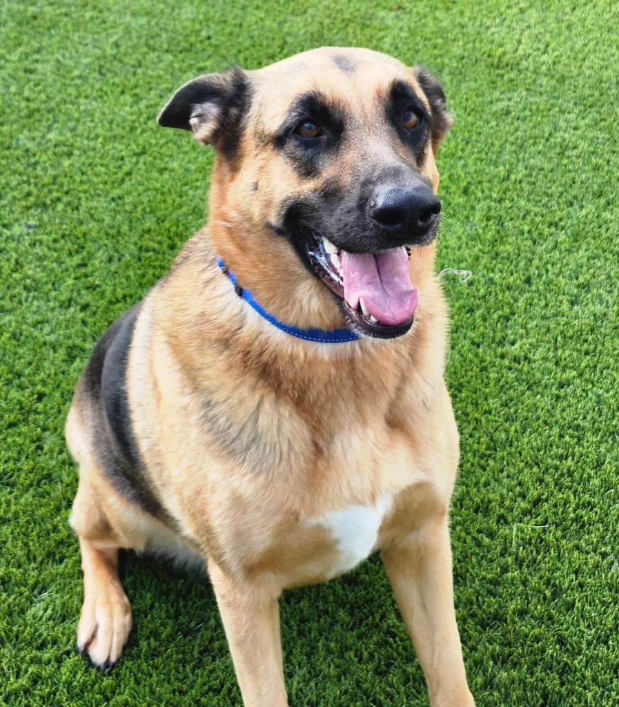 Willow, a Adoptable German Shepherd Dog in Frankfort, KY image 3/6