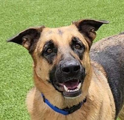 Willow, a Adoptable German Shepherd Dog in Frankfort, KY image 4/6