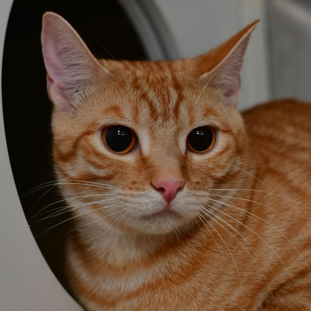 Ginger, Adoptable, Young Female Domestic Short Hair.