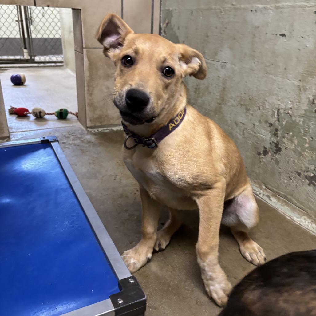 Enlarge Licorice, a Adoptable Mixed Breed in Eureka Springs, AR image 1/4