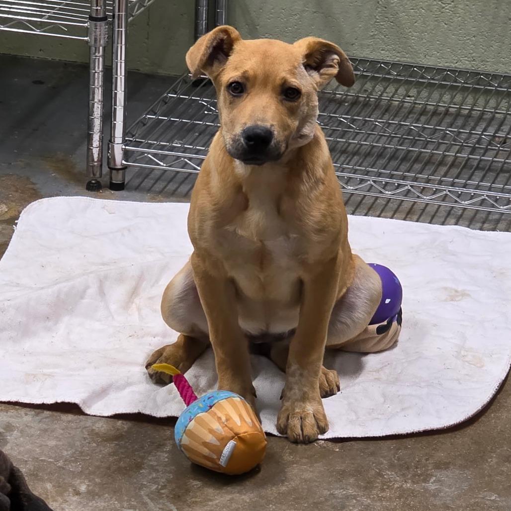 Licorice — thumbnail 2