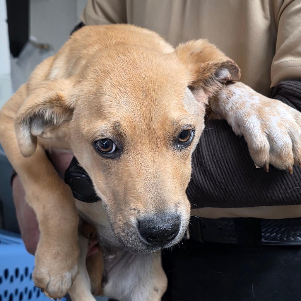 Enlarge Licorice, a Adoptable Mixed Breed in Eureka Springs, AR image 3/4