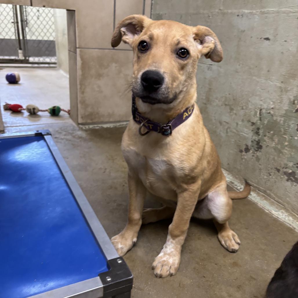 Enlarge Licorice, a Adoptable Mixed Breed in Eureka Springs, AR image 4/4