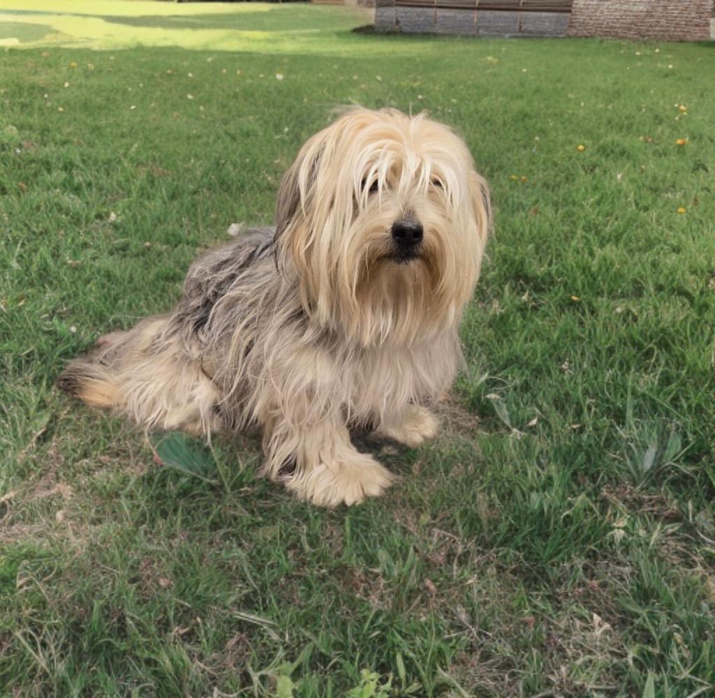 Trixie, Adopted, Young Female Yorkshire Terrier.