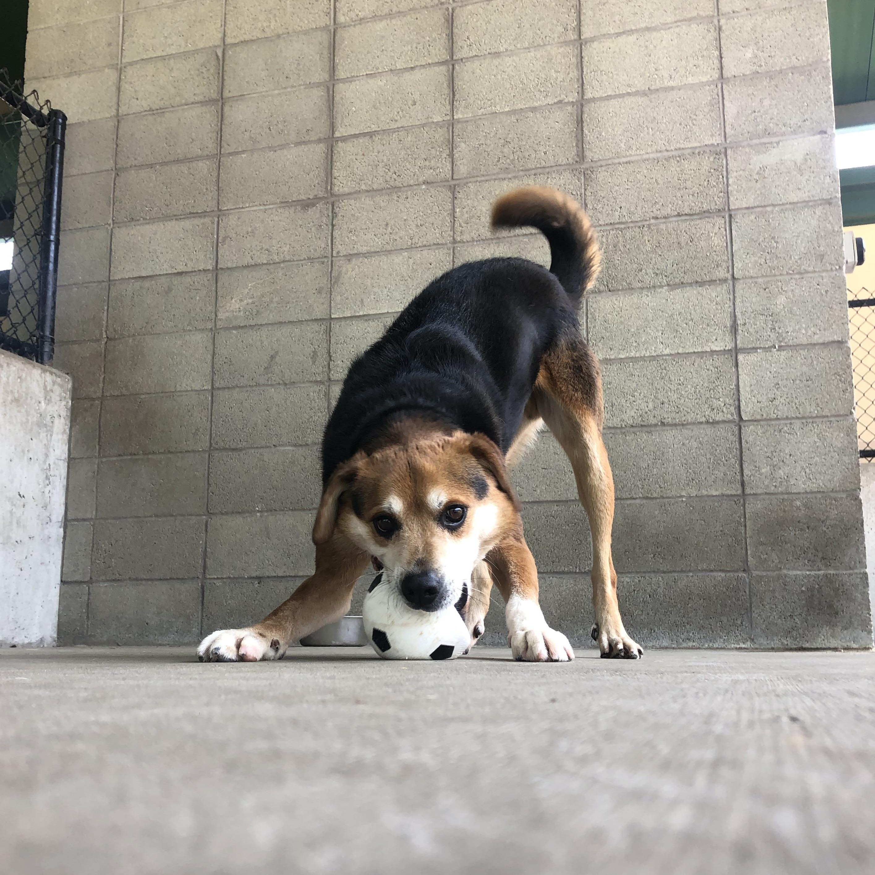 Hank, a Adoptable mixed breed in Springfield, MO image 3/6