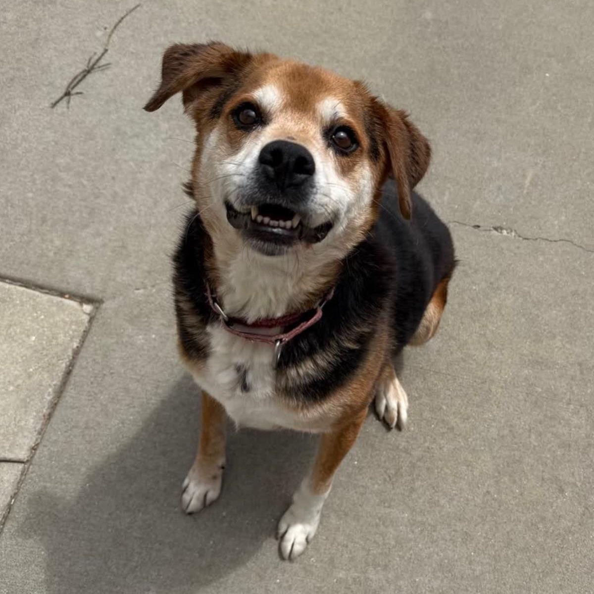 Enlarge Hank, a Adoptable mixed breed in Springfield, MO image 2/6