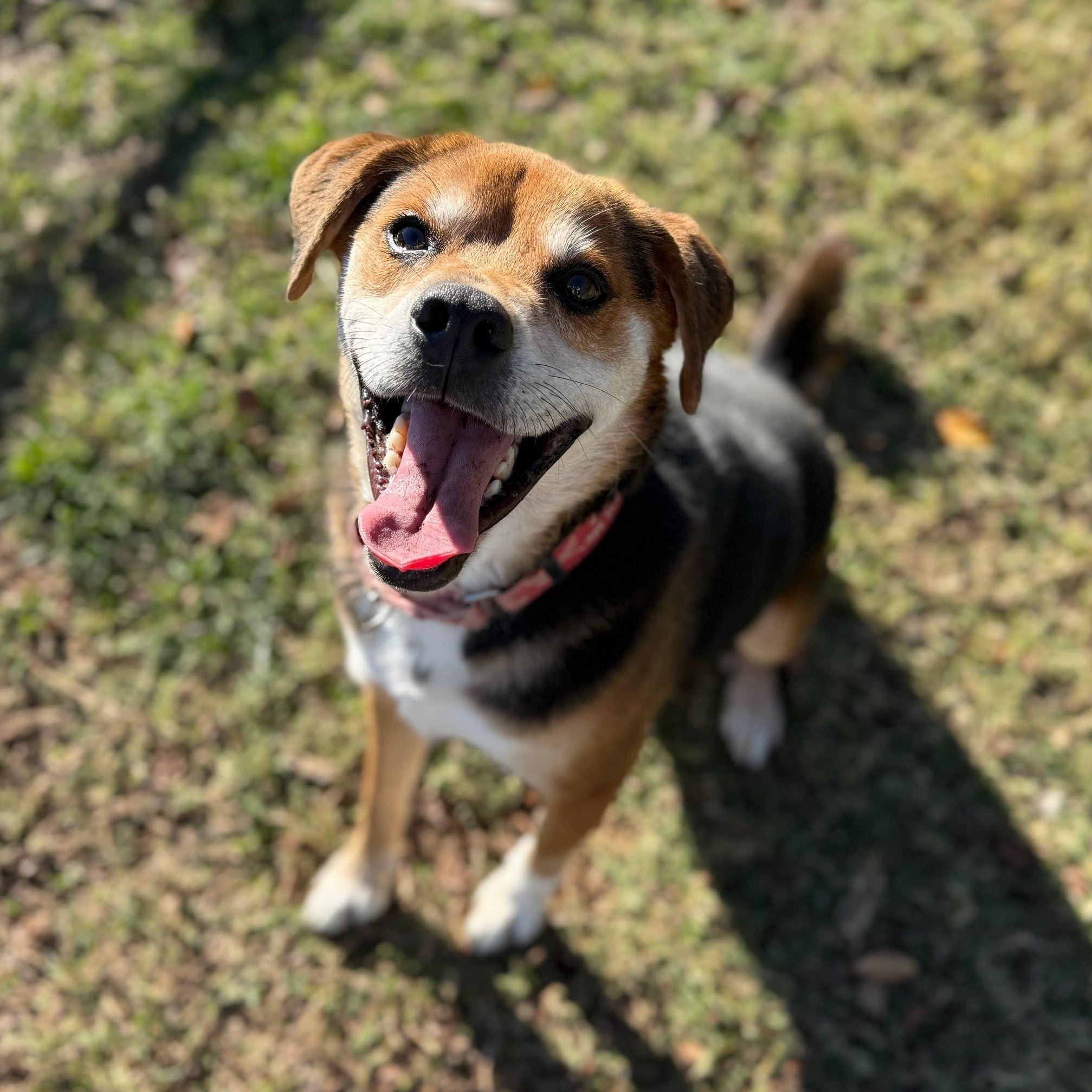 Hank, Adoptable, Adult Male Hound.