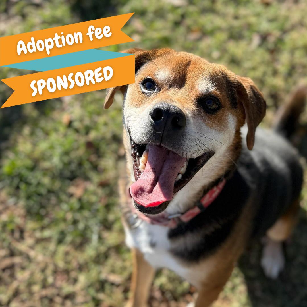 Enlarge Hank, a Adoptable mixed breed in Springfield, MO image 1/6