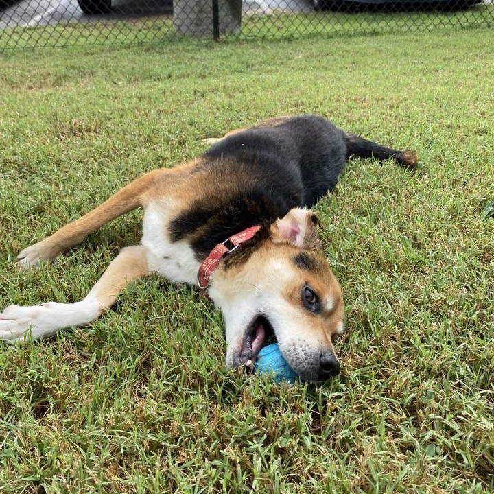 Hank, a Adoptable mixed breed in Springfield, MO image 5/6