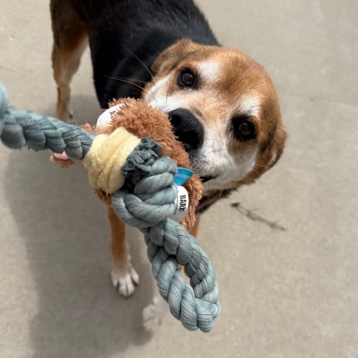 Enlarge Hank, a Adoptable mixed breed in Springfield, MO image 3/6