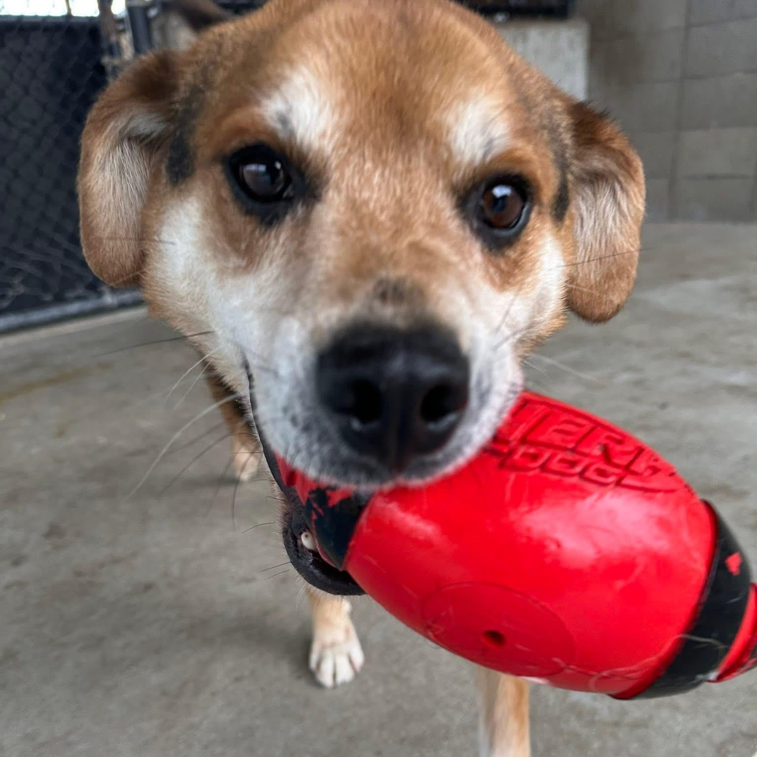 Hank, a Adoptable mixed breed in Springfield, MO image 2/6