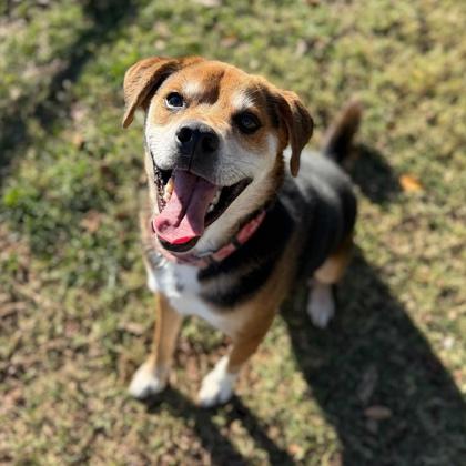 Hank, a Adoptable mixed breed in Springfield, MO image 2/6