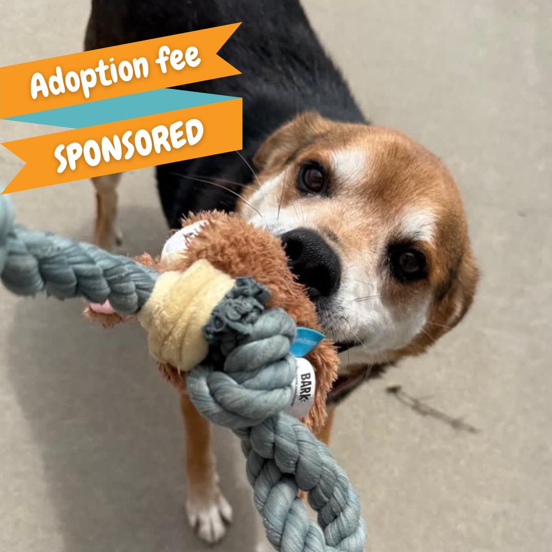Hank, a Adoptable mixed breed in Springfield, MO image 1/6