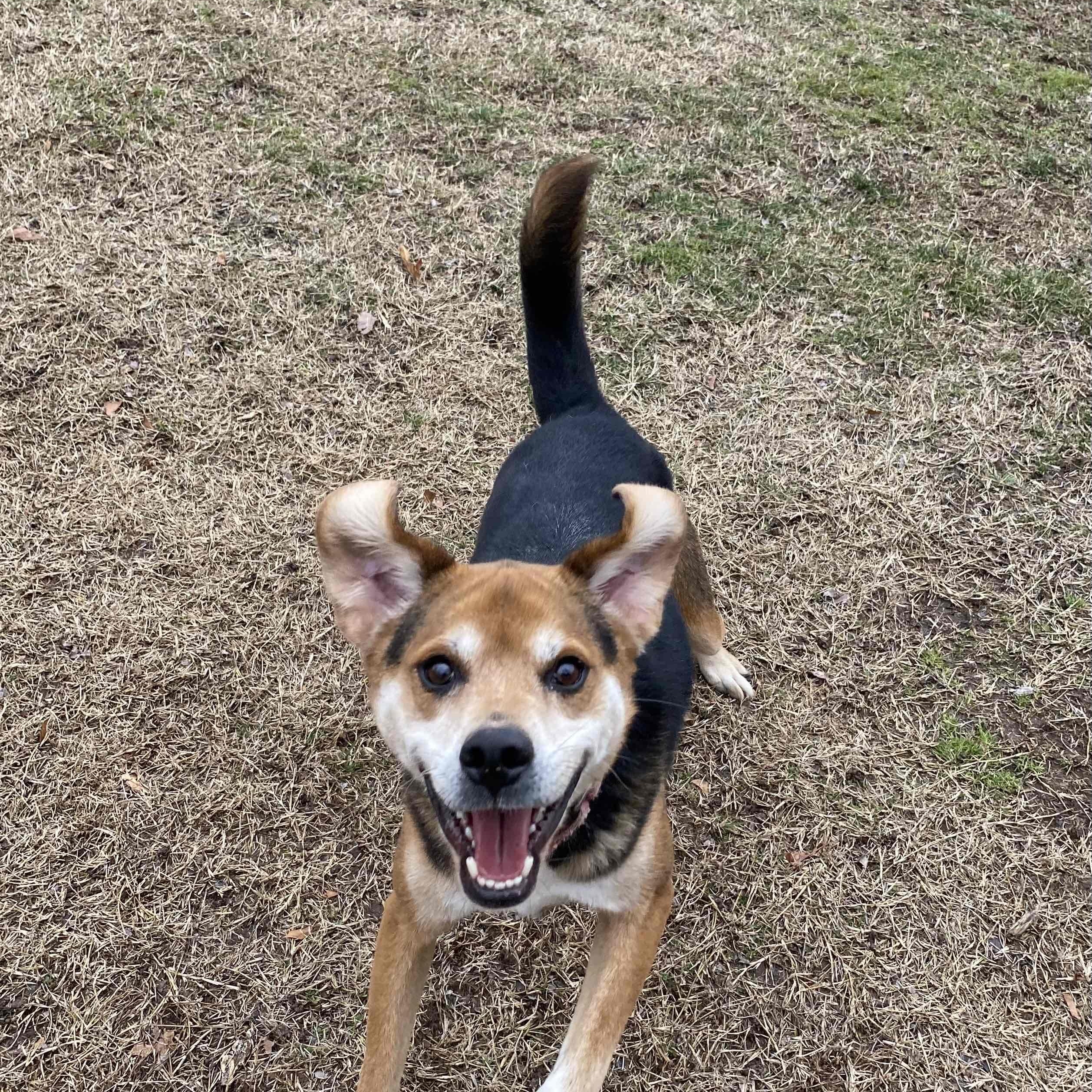Hank, a Adoptable mixed breed in Springfield, MO image 4/6