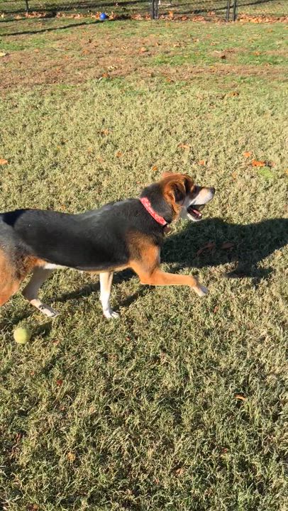 Enlarge Hank, a Adoptable mixed breed in Springfield, MO video 6/6