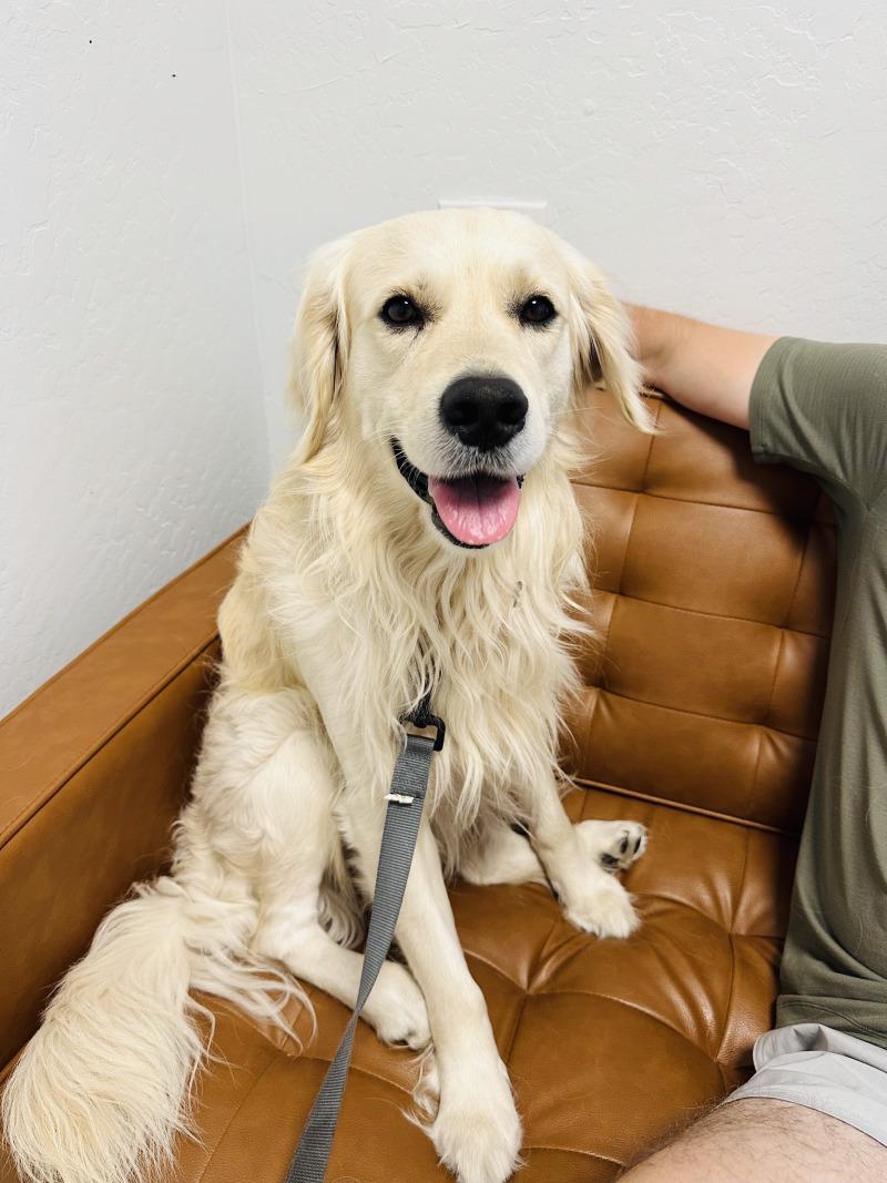 Charlie, Adoptable, Adult Male Golden Retriever.