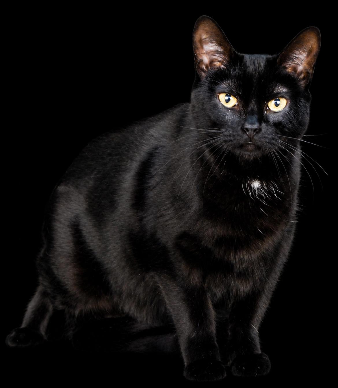Paris, adoptable, Adult Female Domestic Short Hair.