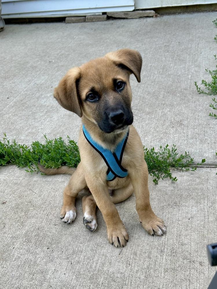 Cannoli, a Adoptable mixed breed in Deerfield, WI image 1/5