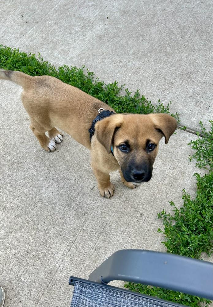 Cannoli, a Adoptable mixed breed in Deerfield, WI image 2/5