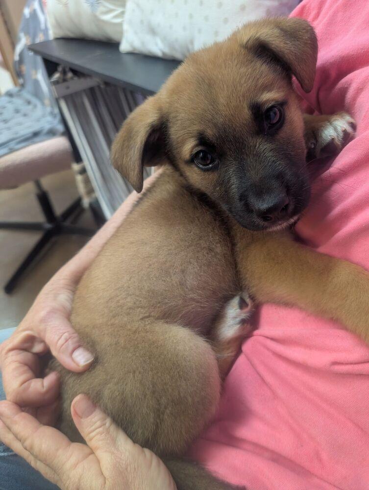 Cannoli, a Adoptable mixed breed in Deerfield, WI image 3/5