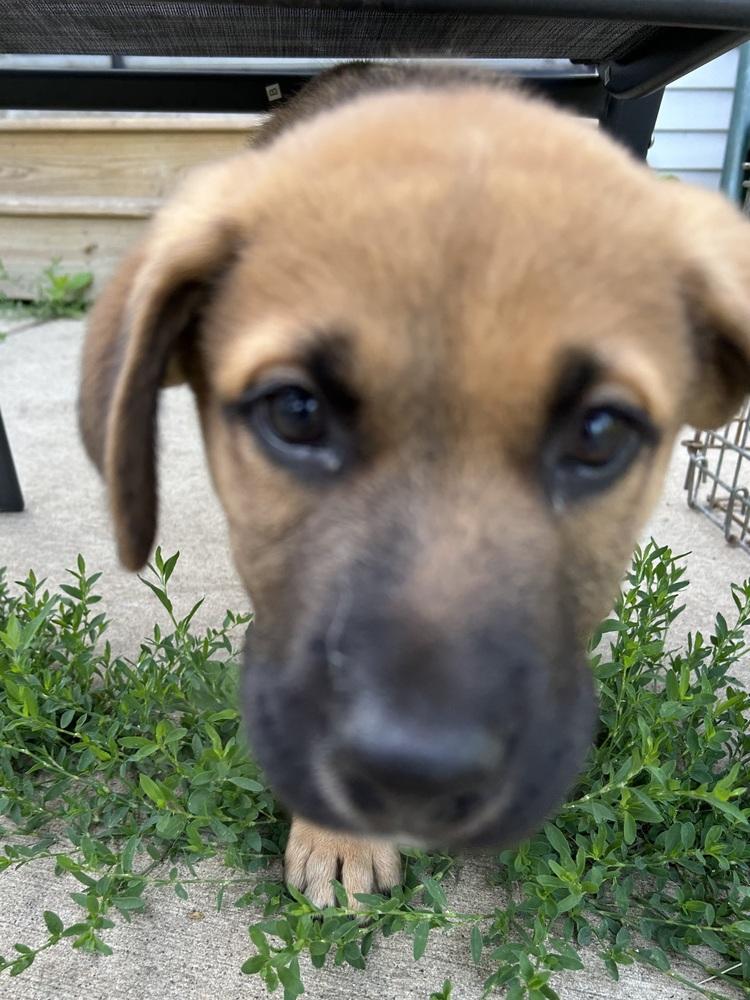 Cannoli, a Adoptable mixed breed in Deerfield, WI image 4/5