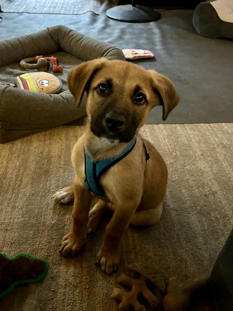 Cannoli, a Adoptable mixed breed in Deerfield, WI image 5/5