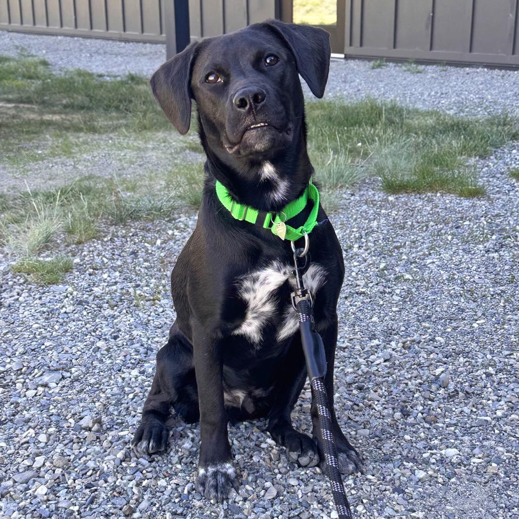 Bob Dylan, a Adoptable Mixed Breed in Hailey, ID image 1/3