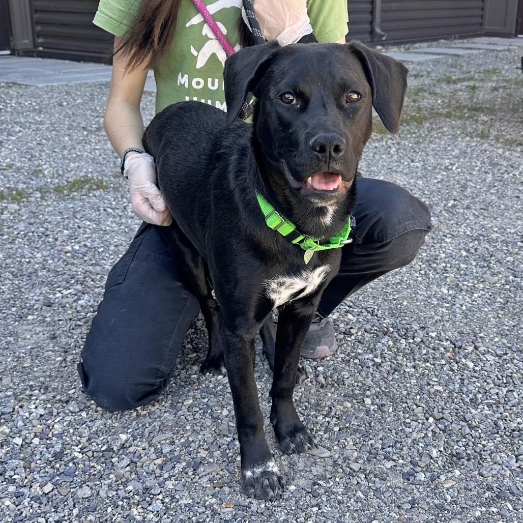 Bob Dylan, a Adoptable Mixed Breed in Hailey, ID image 2/3