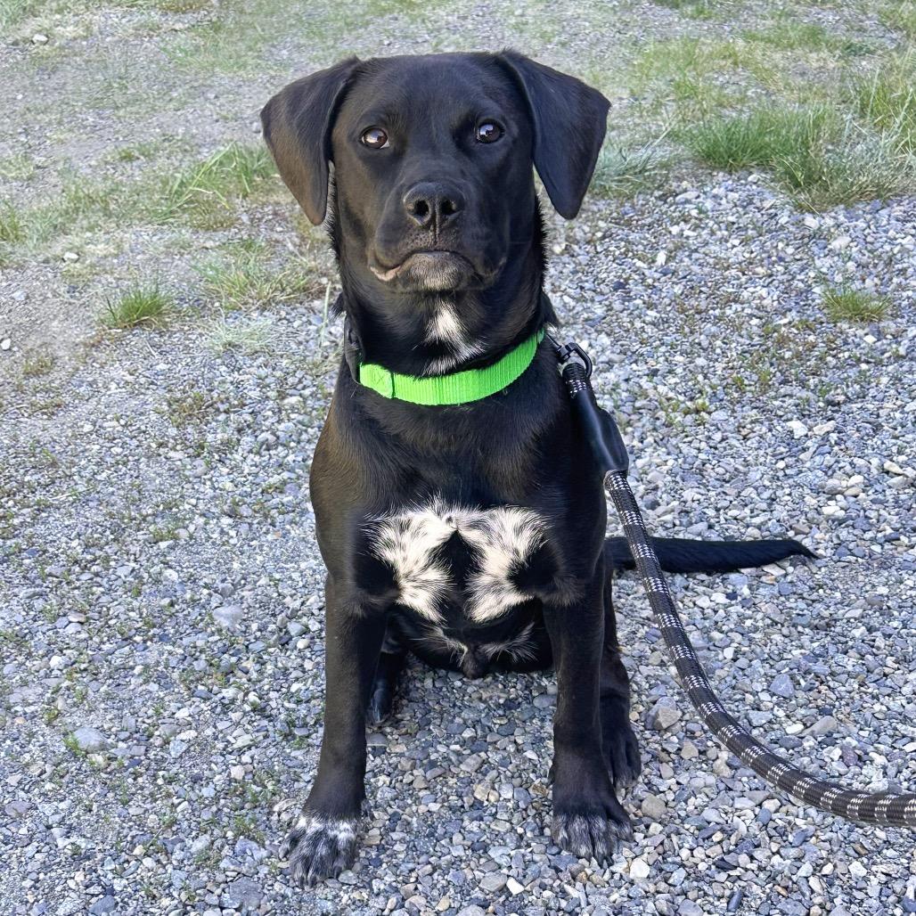 Bob Dylan, a Adoptable Mixed Breed in Hailey, ID image 3/3