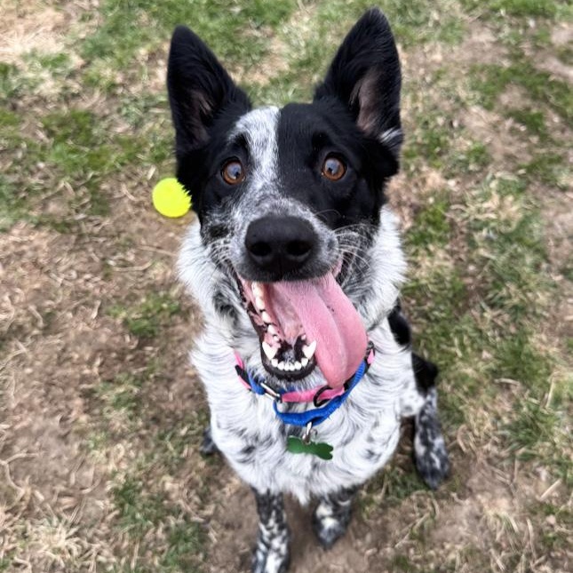 Enlarge Ruby, a ADOPTABLE mixed breed in Toledo, OH image 1/2