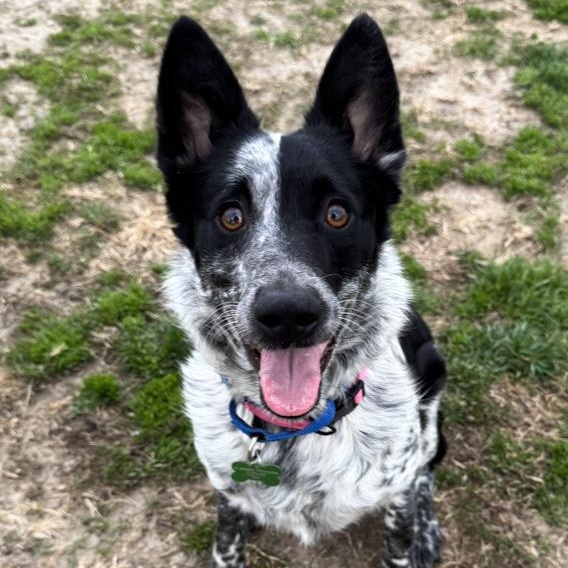 Enlarge Ruby, a ADOPTABLE mixed breed in Toledo, OH image 2/2