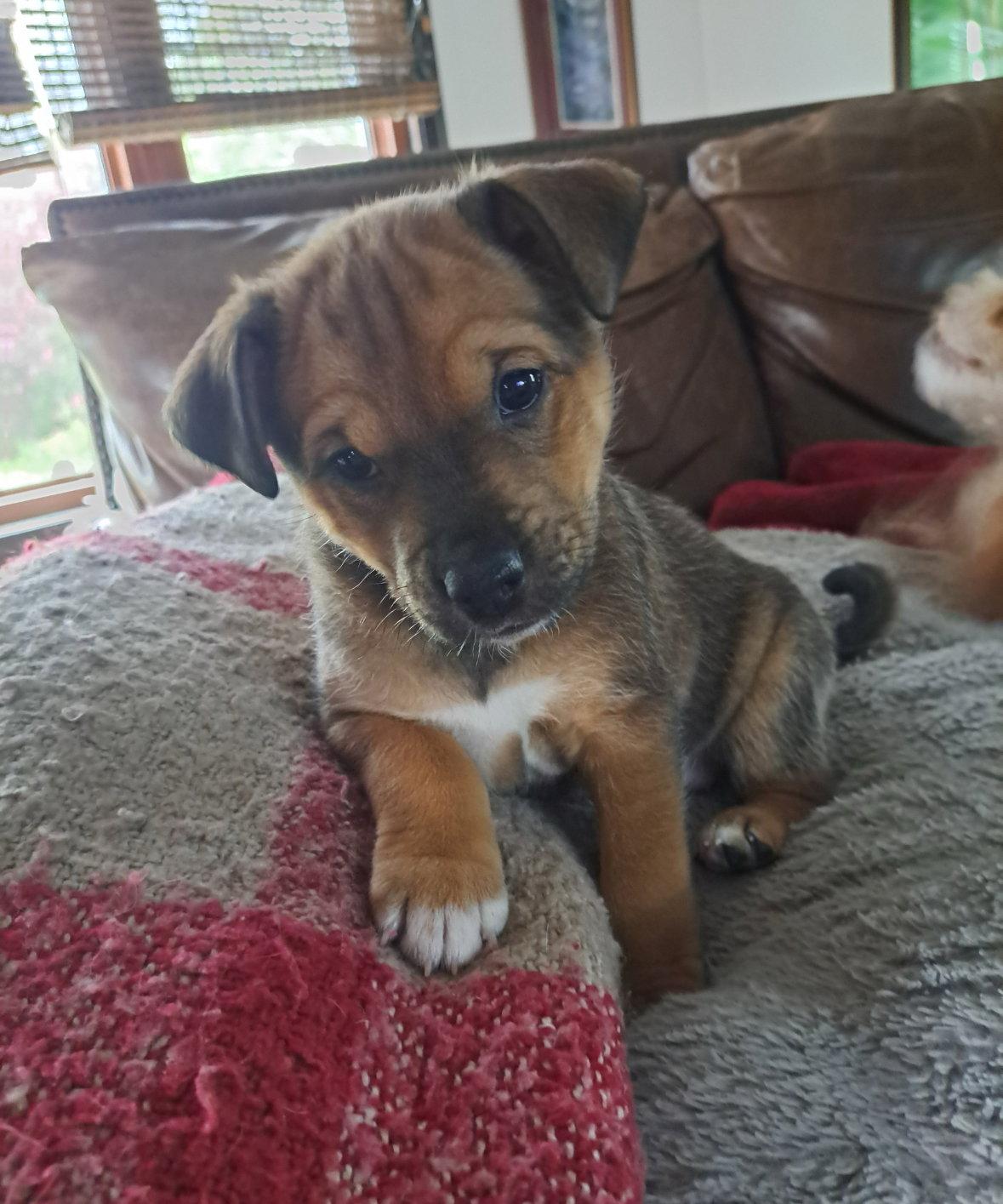 Mango, Adoptable, Puppy Female Chihuahua.