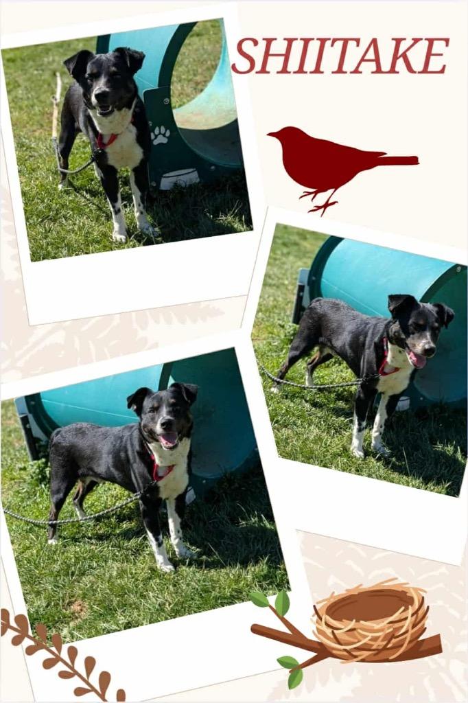 Enlarge Shiitake, a Adoptable Border Collie in Blountville, TN image 1/2