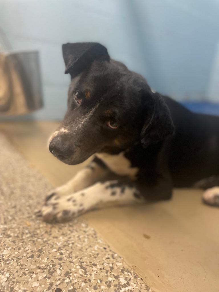 Enlarge Shiitake, a Adoptable Border Collie in Blountville, TN image 2/2
