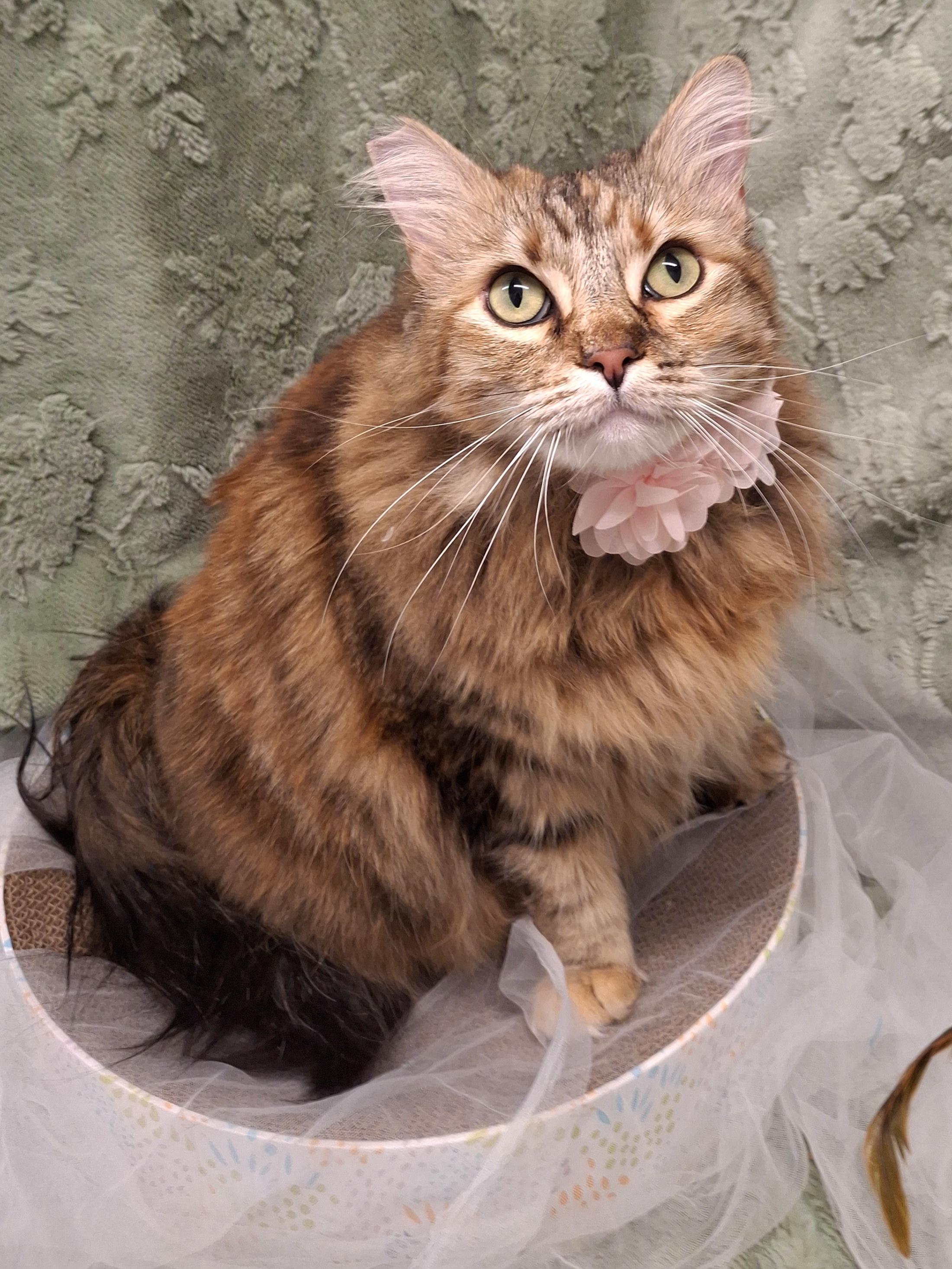 Mama Cat, an adopted mixed breed in Chino, CA image 5/6