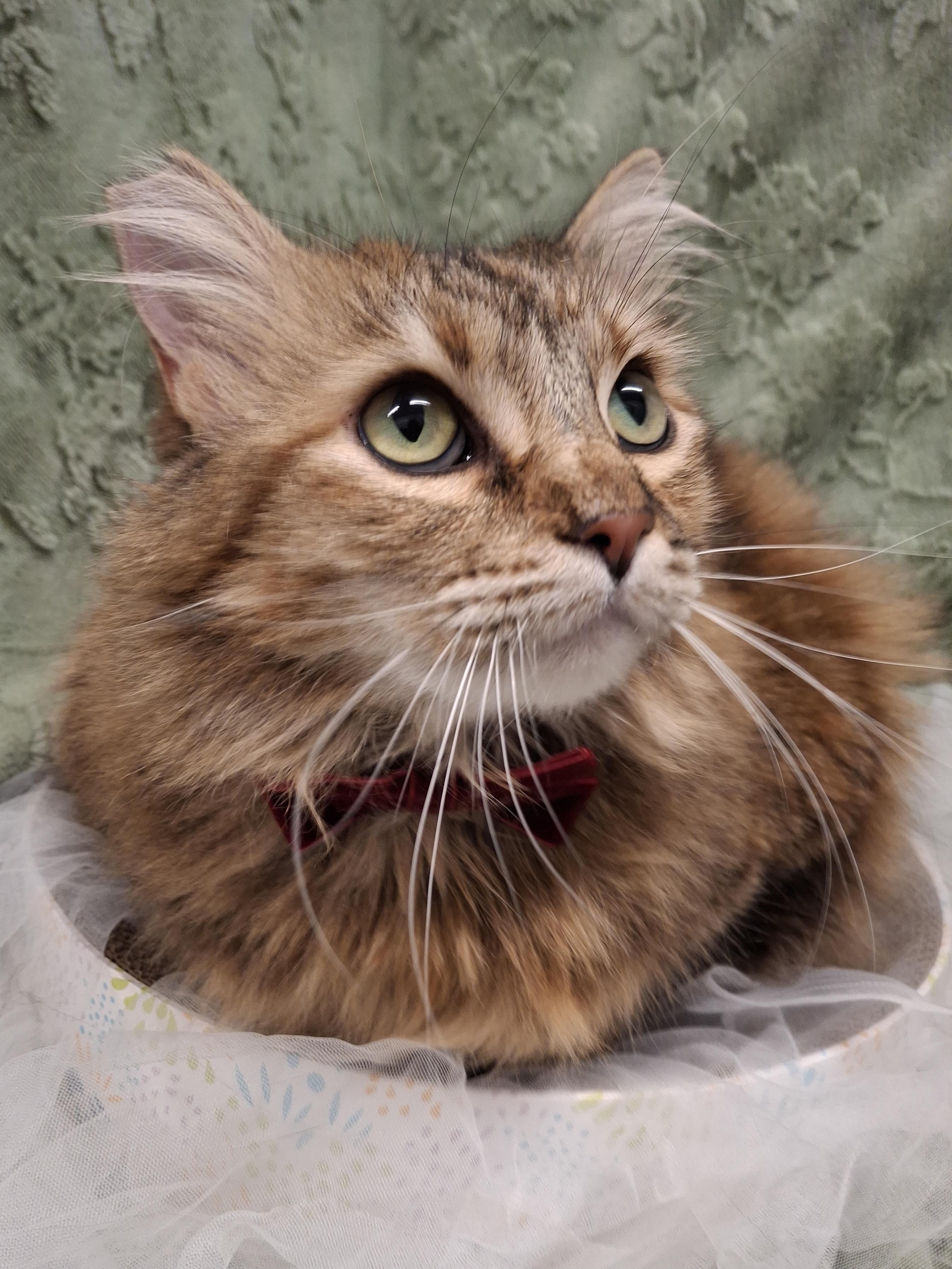 Mama Cat, an adopted mixed breed in Chino, CA image 2/6