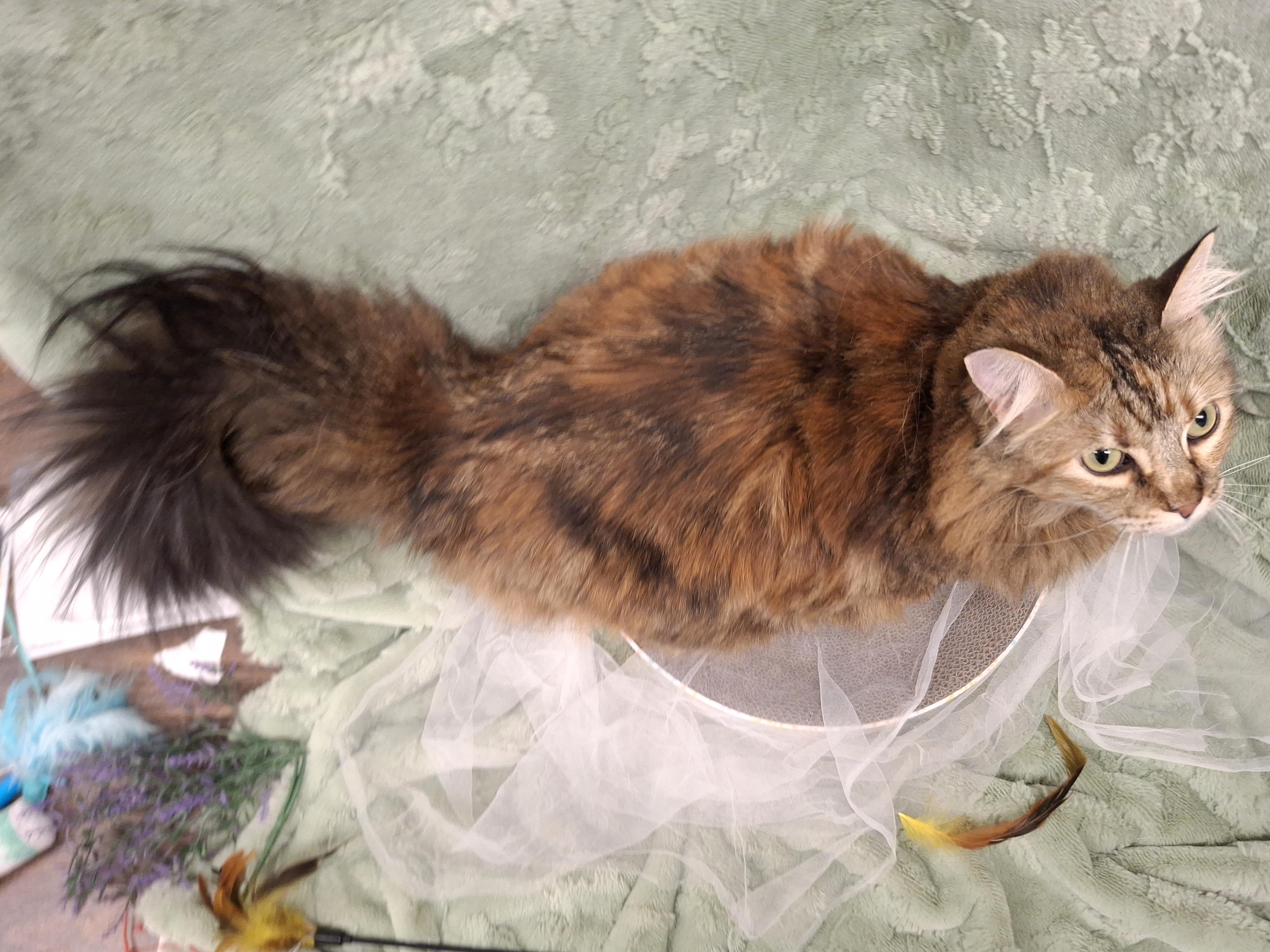 Mama Cat, an adopted mixed breed in Chino, CA image 3/6