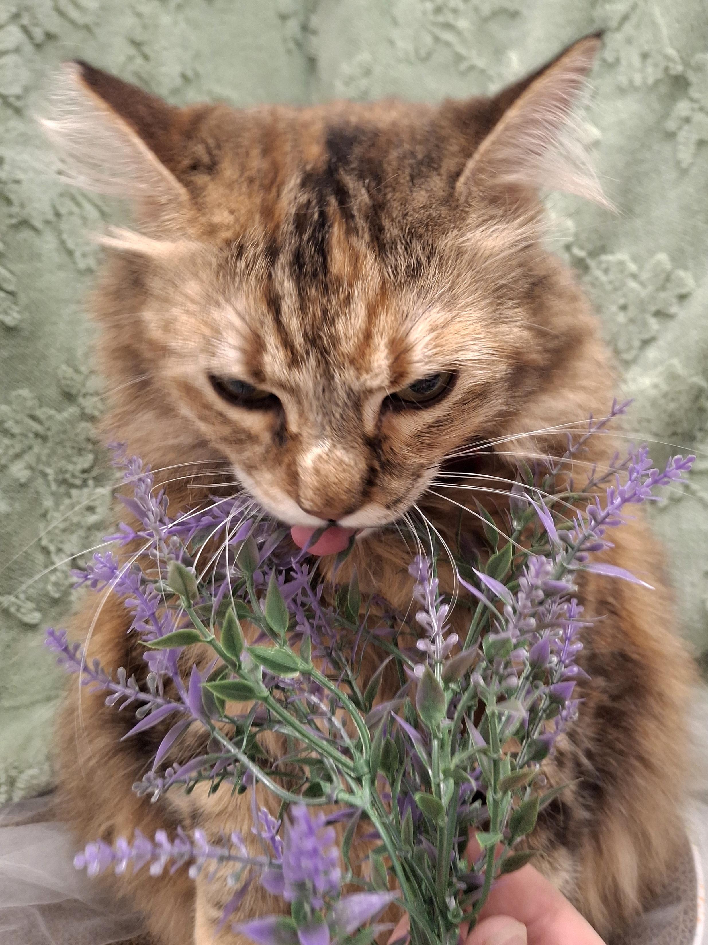 Mama Cat, an adopted mixed breed in Chino, CA image 4/6