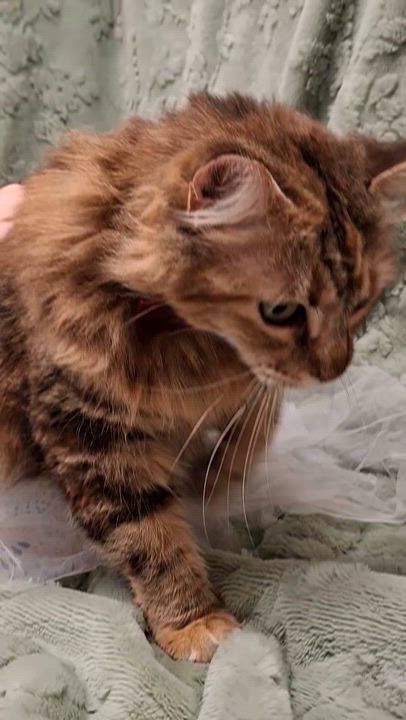 Enlarge Mama Cat, an adopted mixed breed in Chino, CA video 6/6