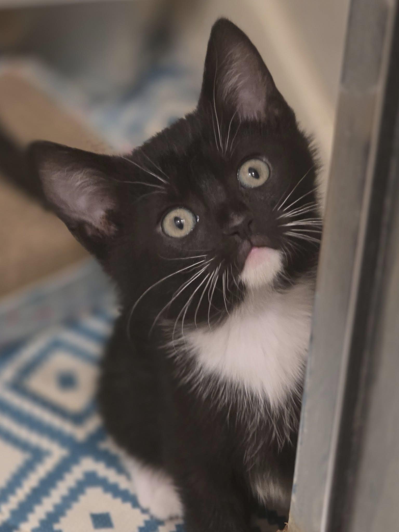 Gia, ADOPTABLE, Kitten Female Domestic Short Hair.