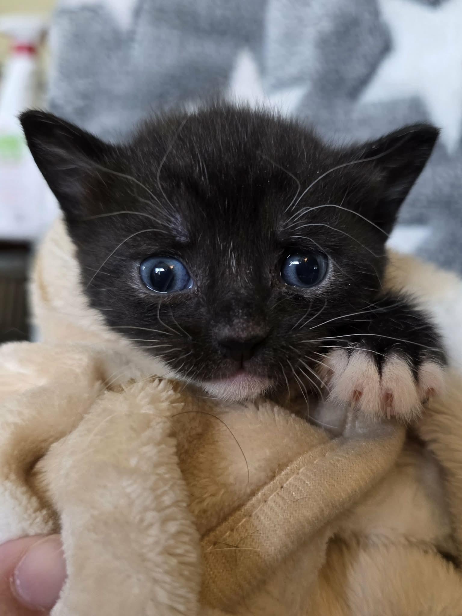 Gia, a ADOPTABLE Domestic Short Hair in Johnson City, TN image 3/4