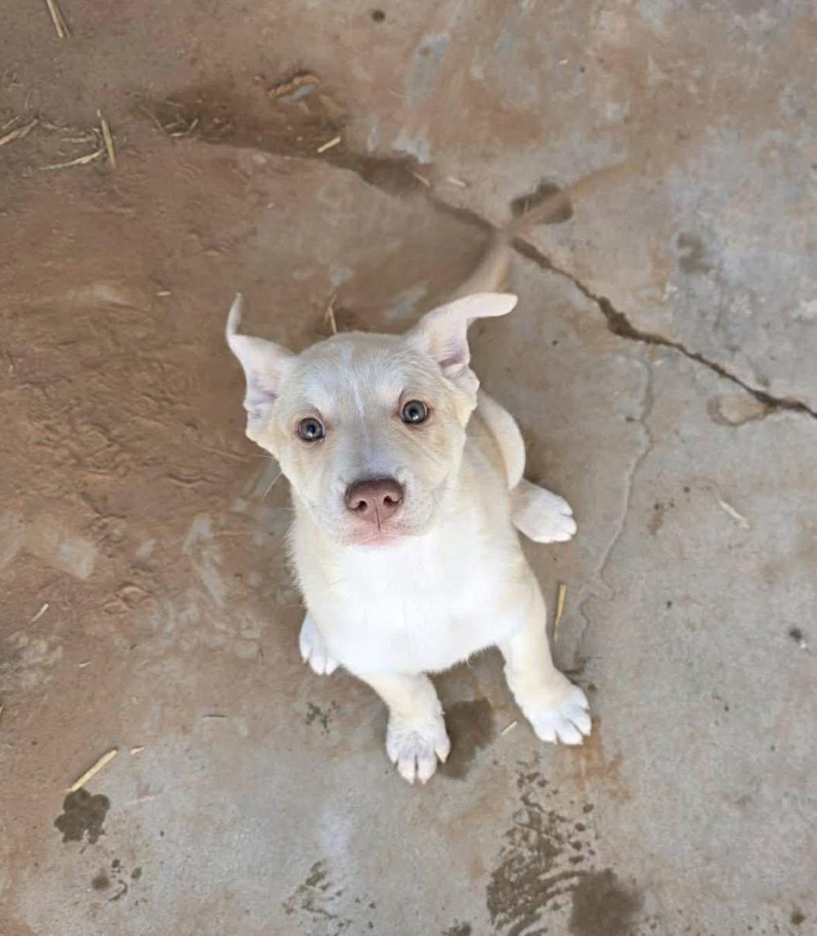 Honey, ADOPTABLE, Puppy Female Labrador Retriever.