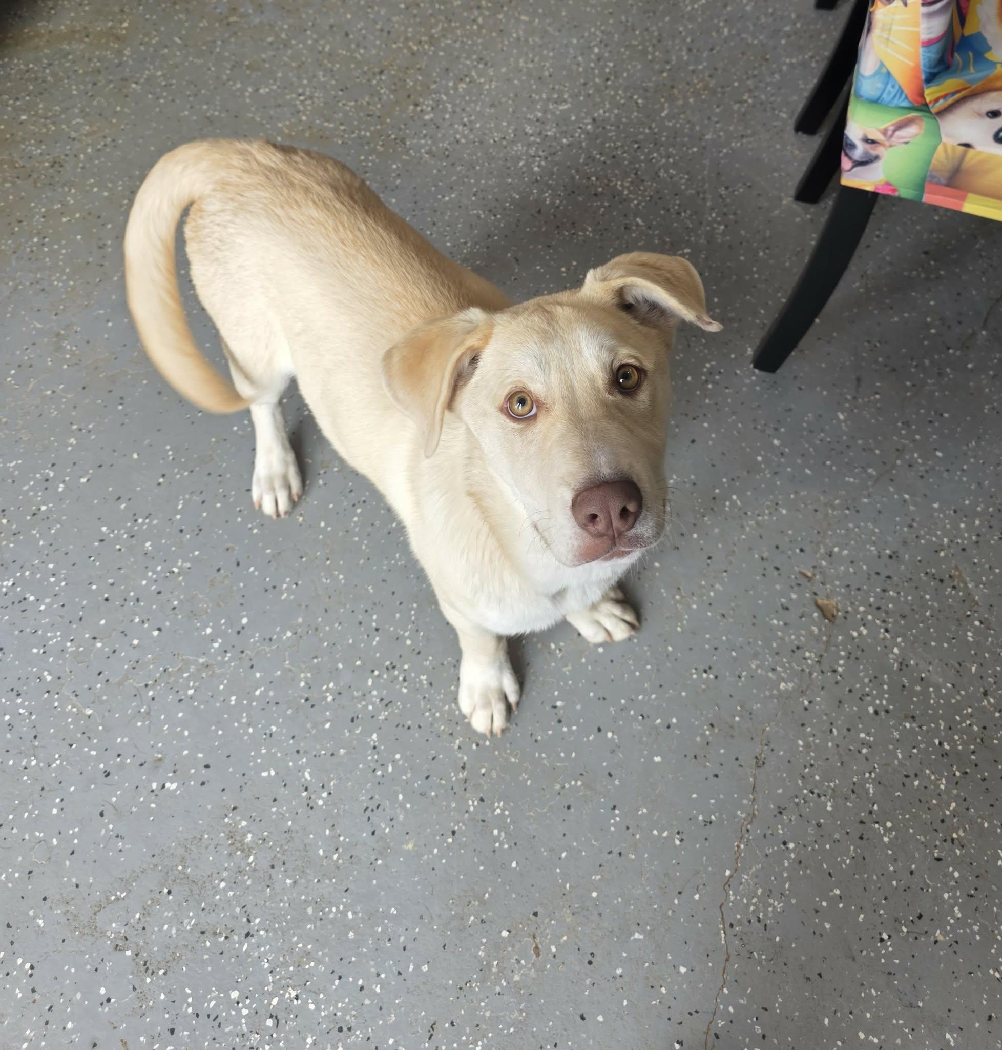 Enlarge Honey, a ADOPTABLE mixed breed in Uxbridge, MA image 1/2