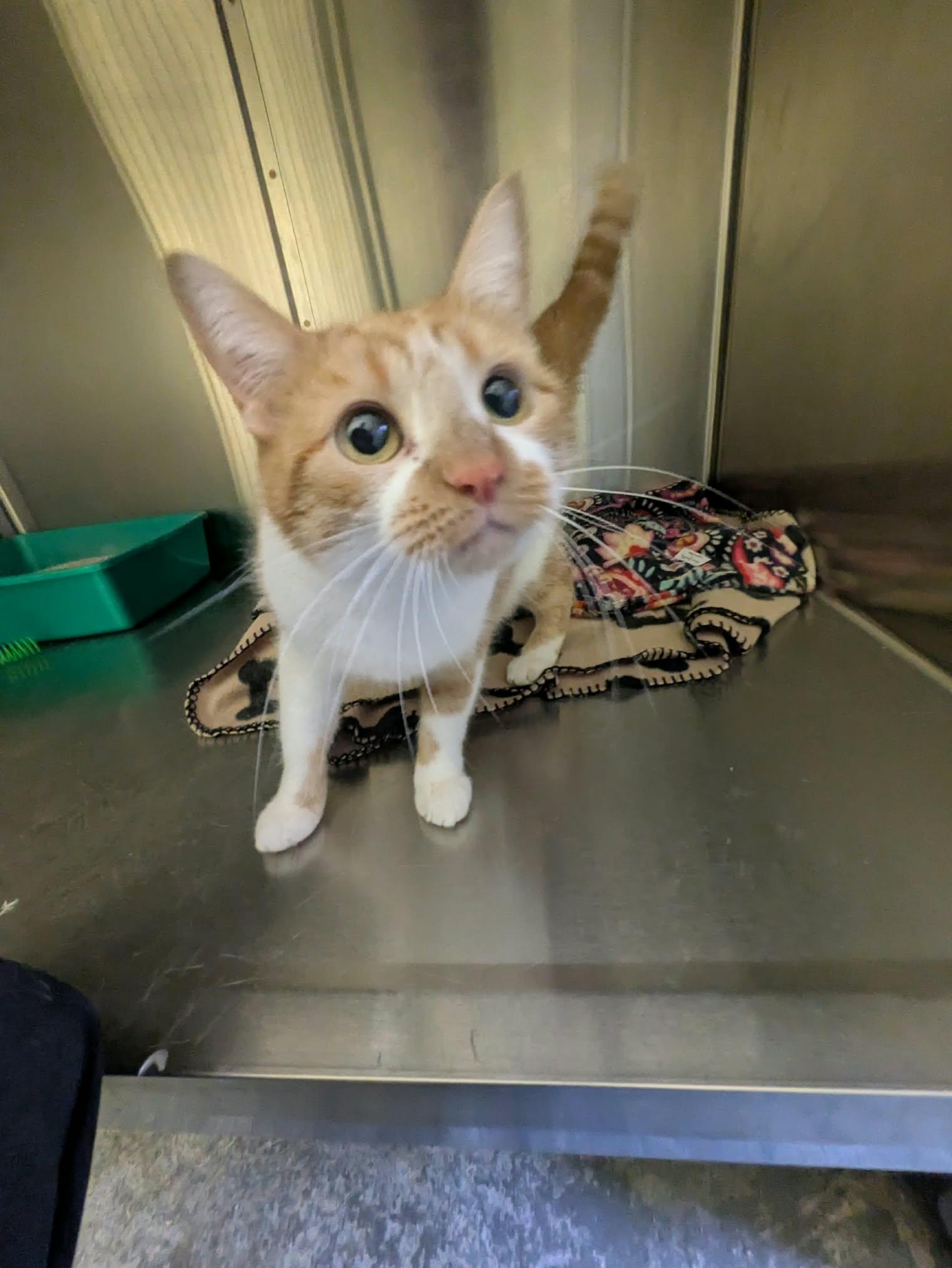 Cider, Adopted, Adult Female American Shorthair.