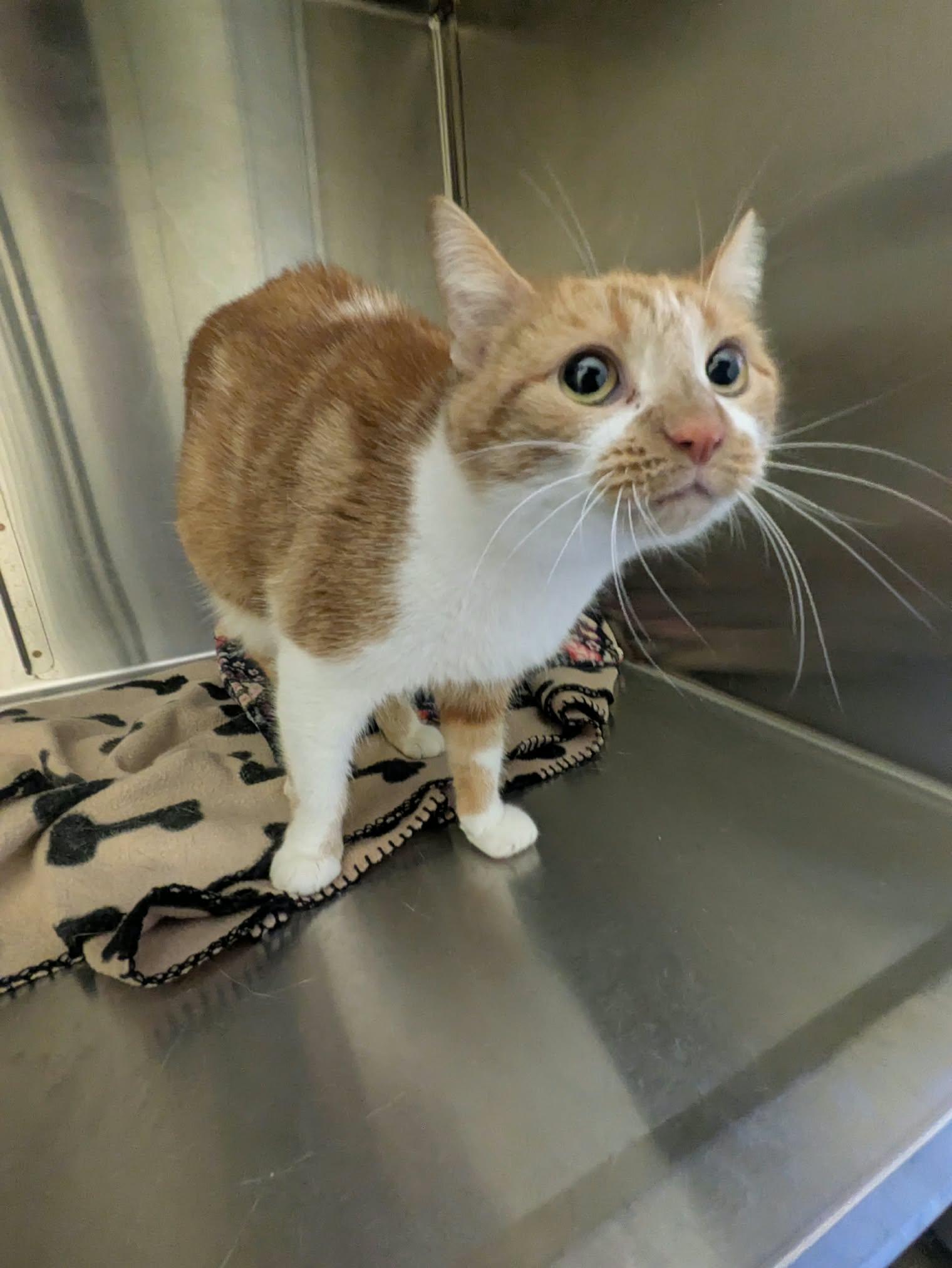 Enlarge Cider, a Adopted American Shorthair in Brockton, MA image 2/3