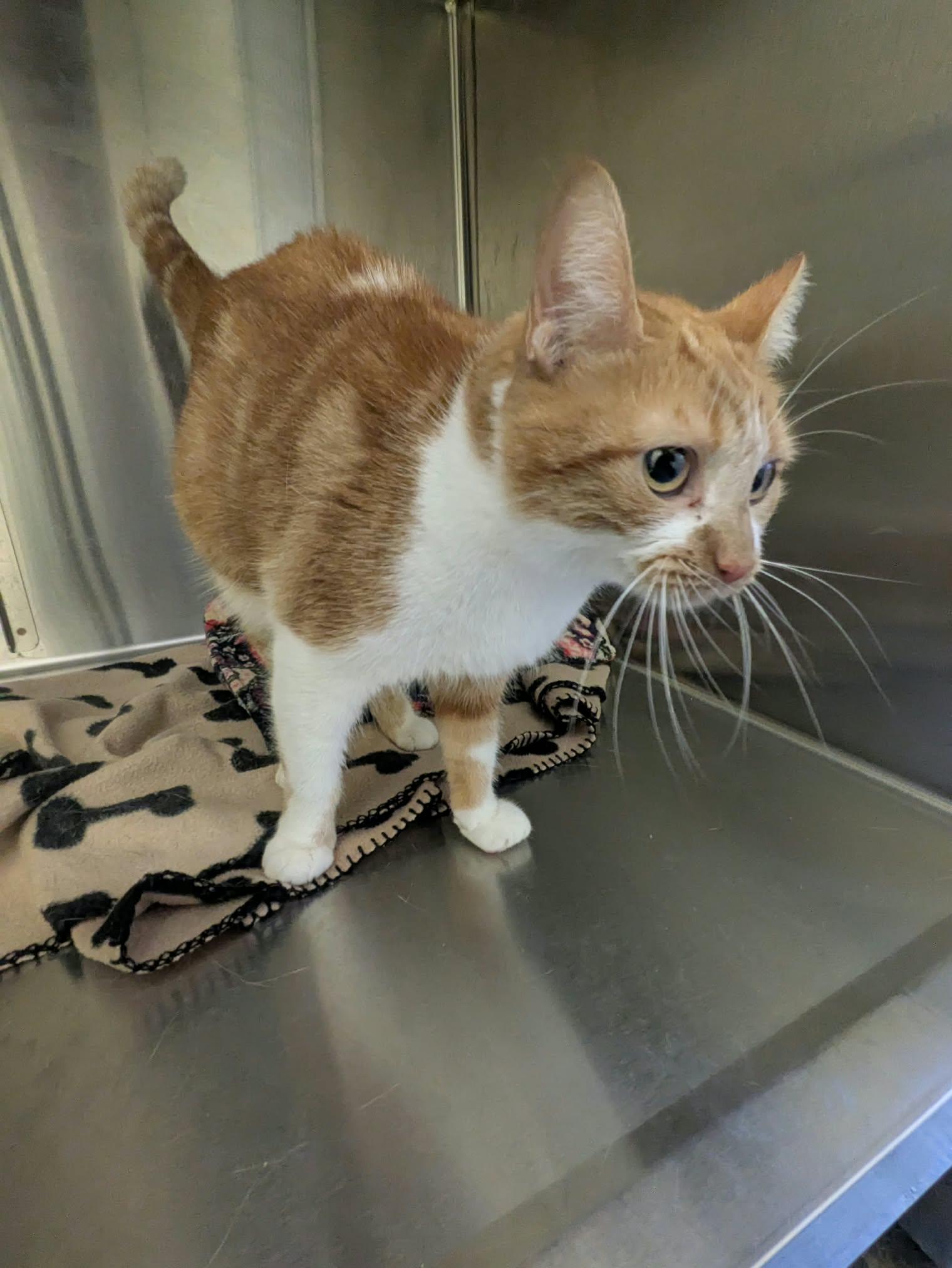Enlarge Cider, a Adopted American Shorthair in Brockton, MA image 3/3