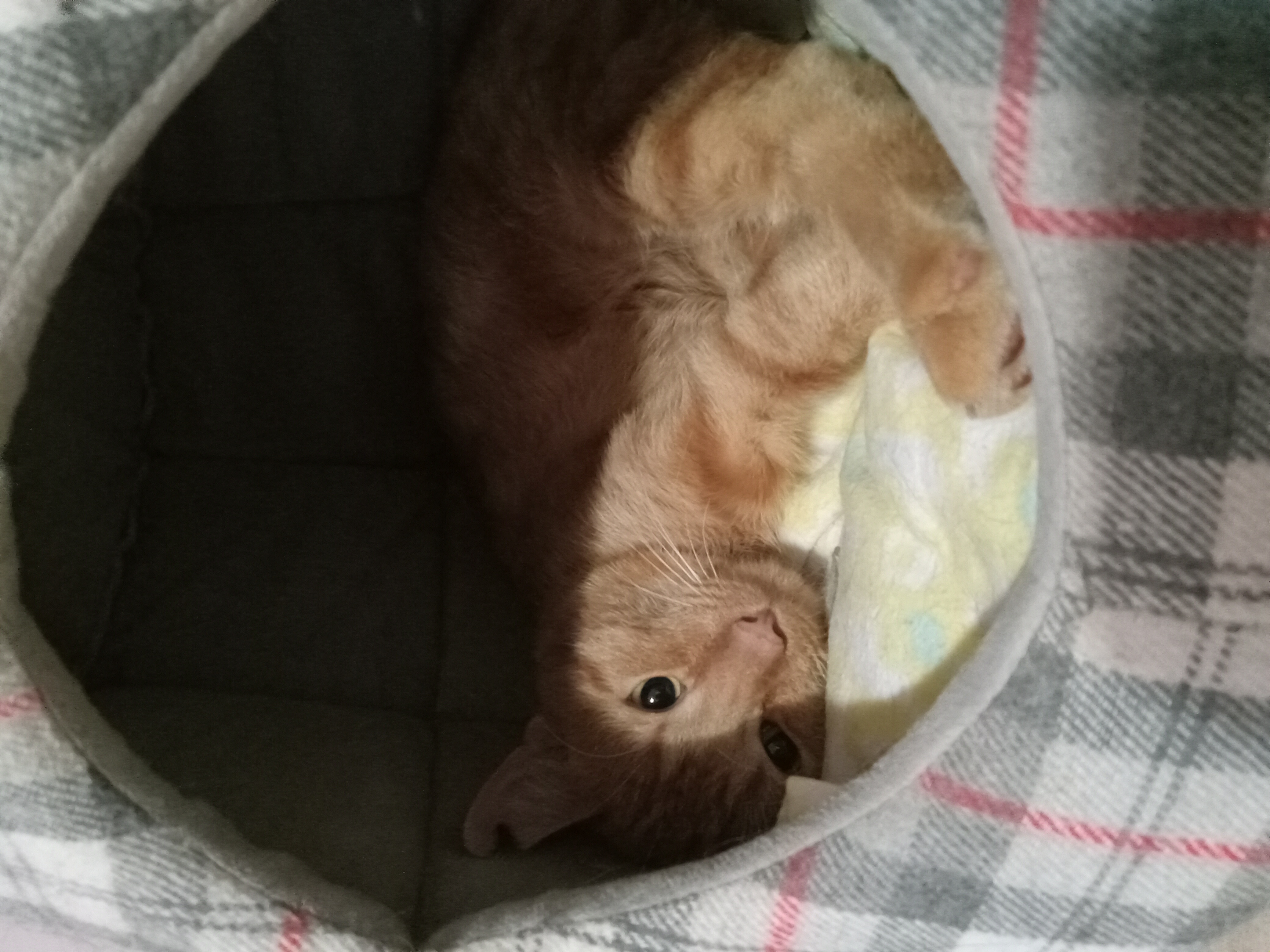 Enlarge Teton, a Adopted Domestic Short Hair in Timberlea, NS image 1/5