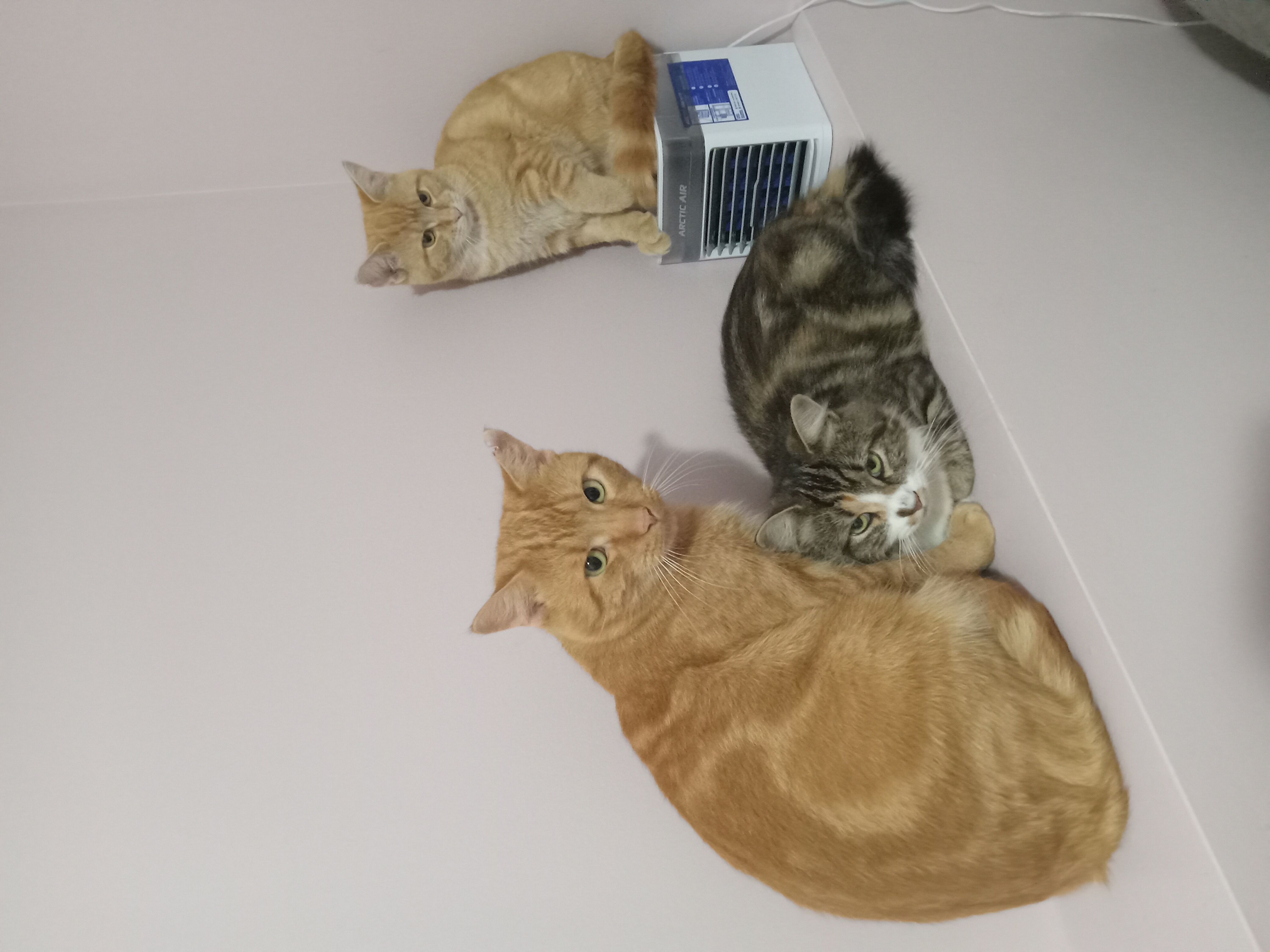 Enlarge Teton, a Adopted Domestic Short Hair in Timberlea, NS image 2/5