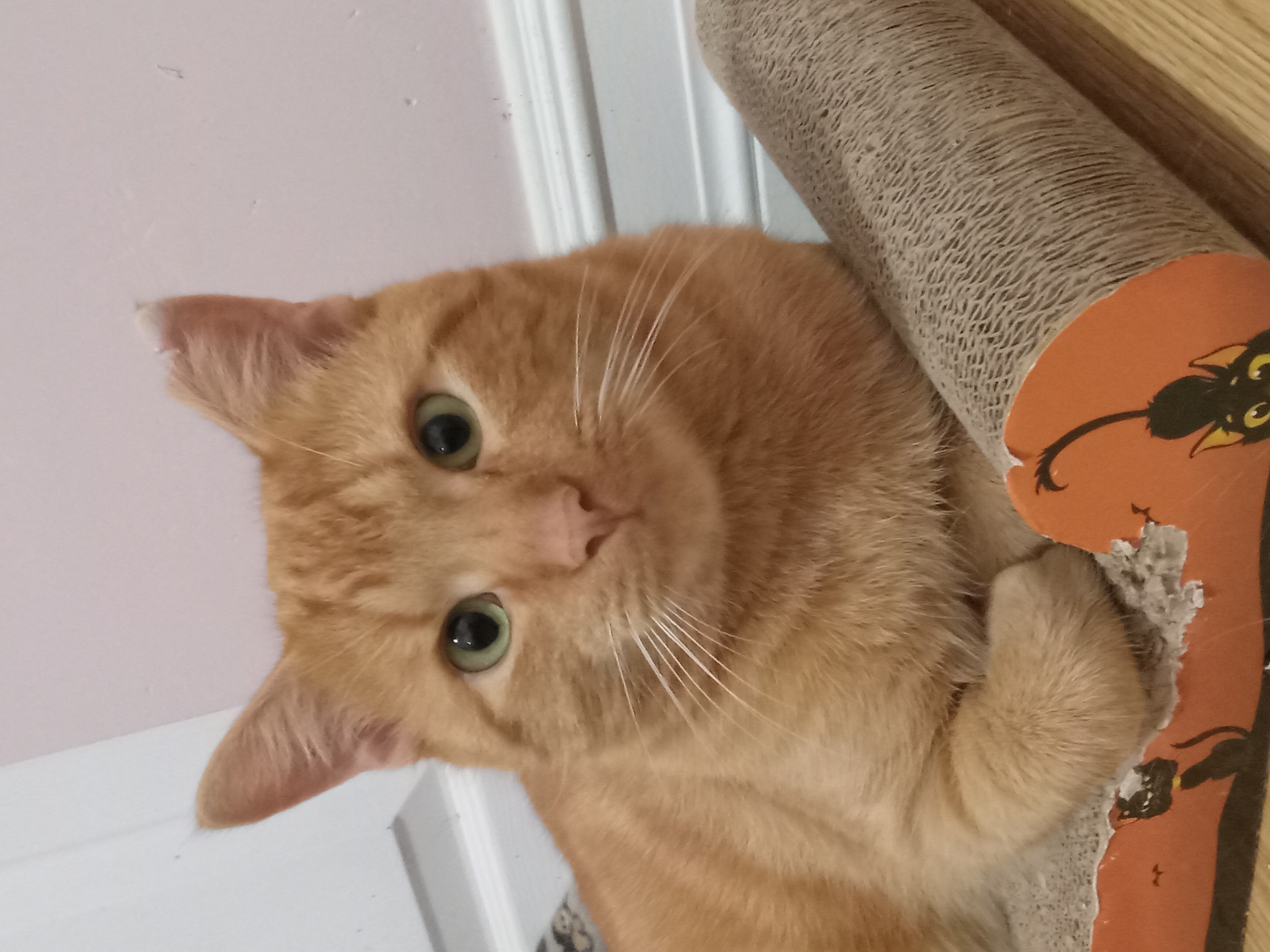 Teton, Adopted, Adult Male Domestic Short Hair.